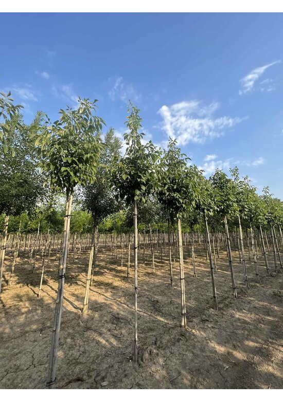 Weiß-Esche 'Autumn Applause' | Fraxinus americana 'Autumn Applause'