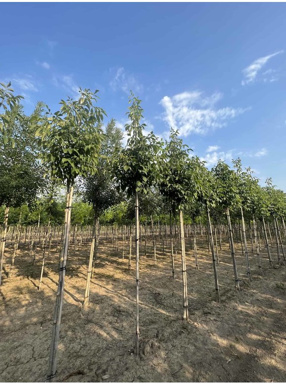 Weiß-Esche 'Autumn Applause' | Fraxinus americana 'Autumn Applause' Weiß-Esche 'Autumn Applause' | Fraxinus americana 'Autumn Applause'