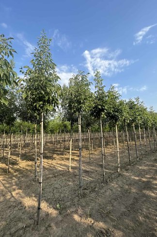 Weiß-Esche 'Autumn Applause' | Fraxinus americana 'Autumn Applause' Weiß-Esche 'Autumn Applause' | Fraxinus americana 'Autumn Applause'