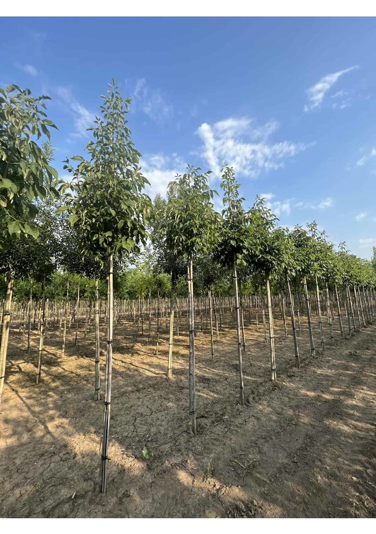 Weiß-Esche 'Autumn Applause' | Fraxinus americana 'Autumn Applause'