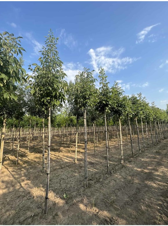 Weiß-Esche 'Autumn Applause' | Fraxinus americana 'Autumn Applause' Weiß-Esche 'Autumn Applause' | Fraxinus americana 'Autumn Applause'
