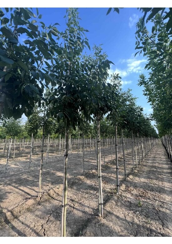 Weiß-Esche 'Skyline' | Fraxinus americana 'Skyline'