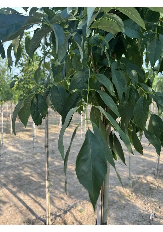 Weiß-Esche 'Skyline' | Fraxinus americana 'Skyline'