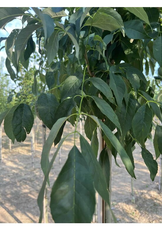 Weiß-Esche 'Skyline' | Fraxinus americana 'Skyline'