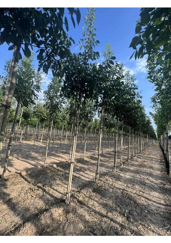 Weiß-Esche 'Skyline' | Fraxinus americana 'Skyline'