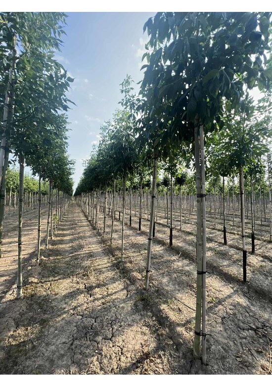 Weiß-Esche 'Skyline' | Fraxinus americana 'Skyline'