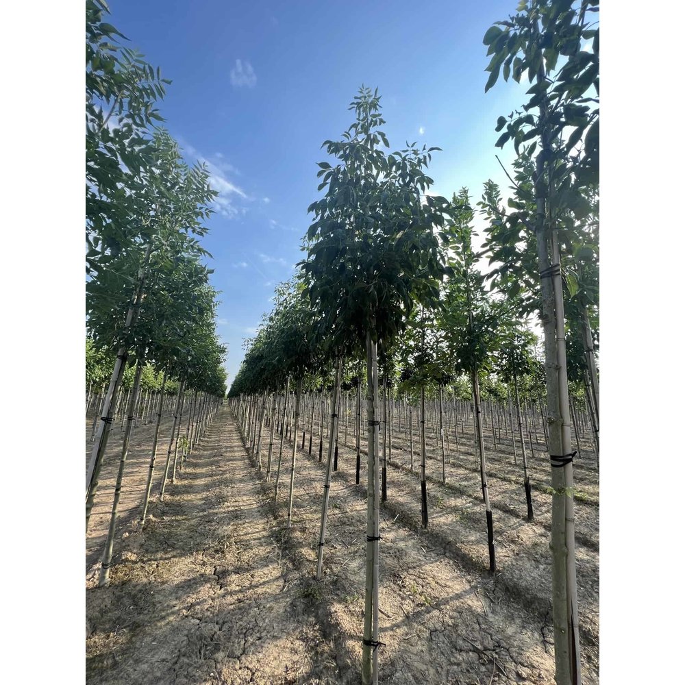 WeißEsche Skyline kaufen? Perfekt für jeden Garten Venovi