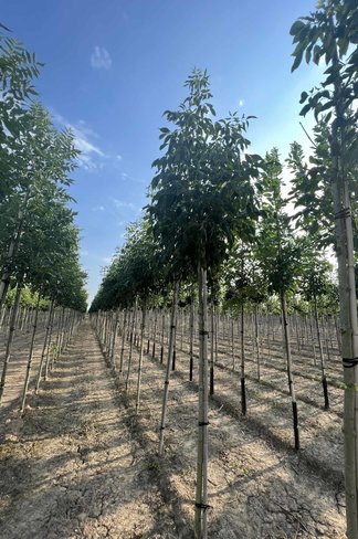 Weiß-Esche 'Skyline' | Fraxinus americana 'Skyline'