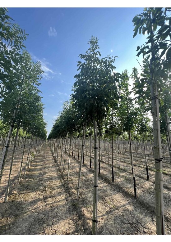 Weiß-Esche 'Skyline' | Fraxinus americana 'Skyline'