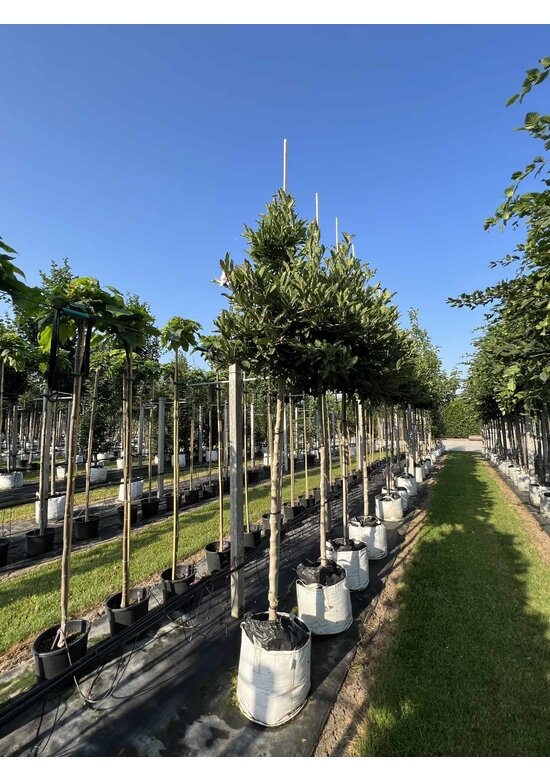 Stern-Magnolie Hochstammbaum | Magnolia stellata