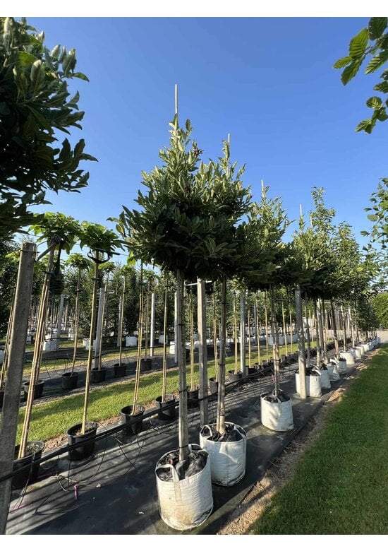 Stern-Magnolie Hochstammbaum | Magnolia stellata