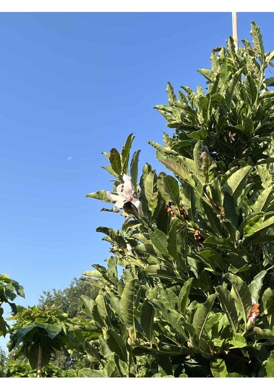 Stern-Magnolie Hochstammbaum | Magnolia stellata