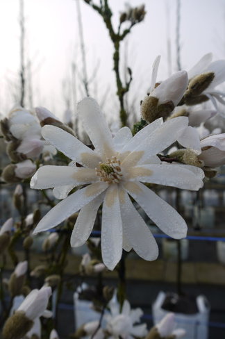 Stern-Magnolie Hochstammbaum | Magnolia stellata