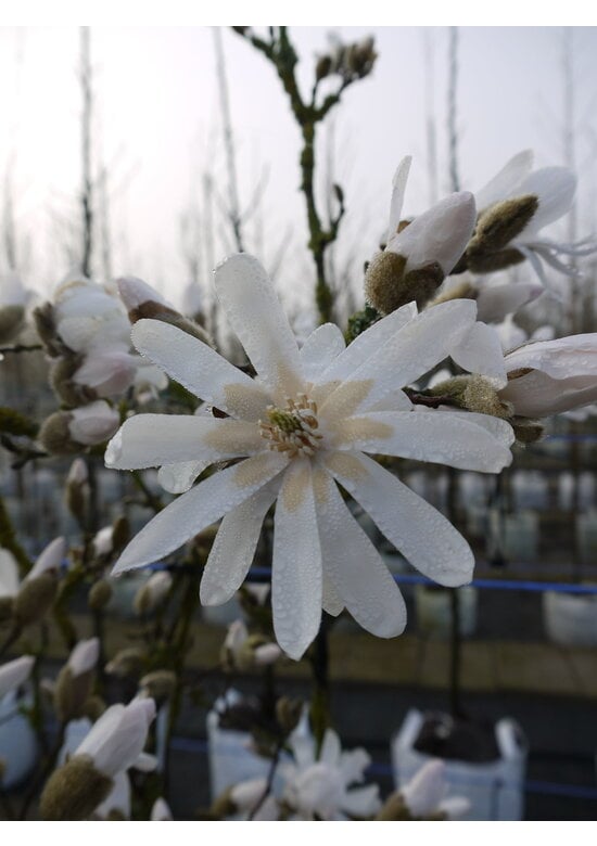 Stern-Magnolie Hochstammbaum | Magnolia stellata