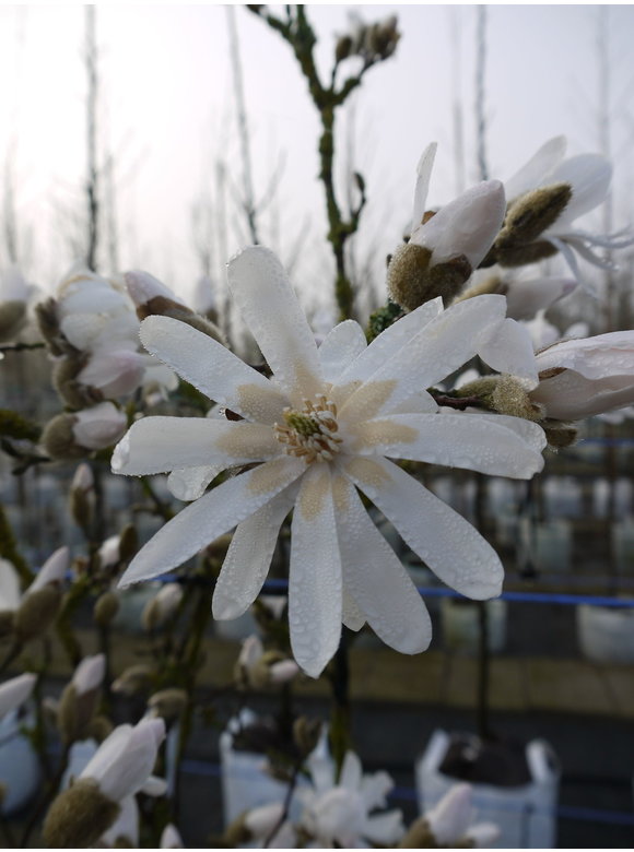 Stern-Magnolie Hochstammbaum | Magnolia stellata Stern-Magnolie Hochstammbaum | Magnolia stellata