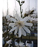Stern-Magnolie Hochstammbaum | Magnolia stellata