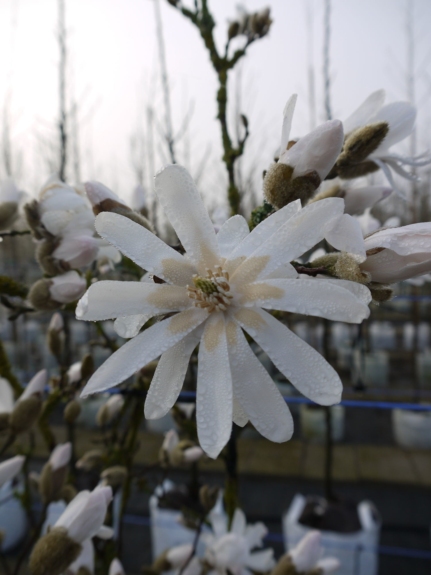 SternMagnolie Hochstammbaum kaufen? Wählen Sie die größte Online