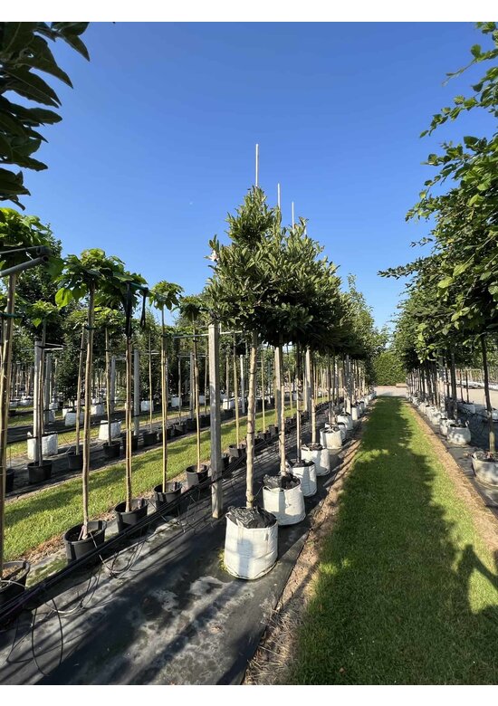 Stern-Magnolie Hochstammbaum | Magnolia stellata