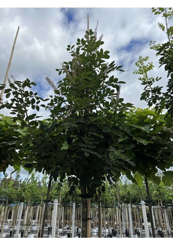 Asiatisches Gelbholz - Amur-Maackia | Maackia amurensis