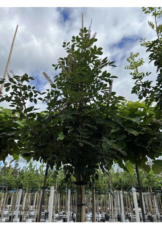 Asiatisches Gelbholz - Amur-Maackia | Maackia amurensis