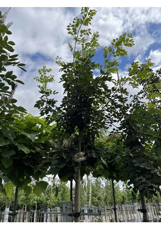 Asiatisches Gelbholz - Amur-Maackia | Maackia amurensis