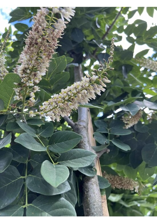 Asiatisches Gelbholz - Amur-Maackia | Maackia amurensis