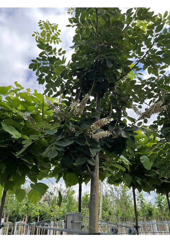 Asiatisches Gelbholz - Amur-Maackia | Maackia amurensis