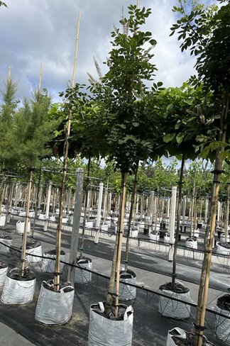 Asiatisches Gelbholz - Amur-Maackia | Maackia amurensis