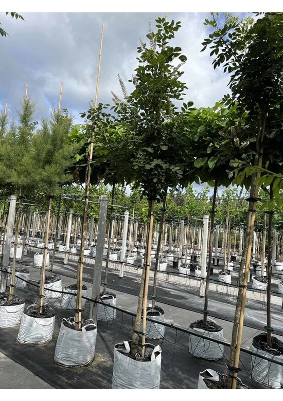 Asiatisches Gelbholz - Amur-Maackia | Maackia amurensis