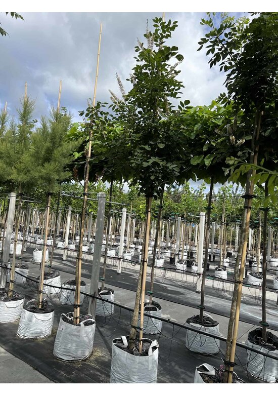 Asiatisches Gelbholz - Amur-Maackia | Maackia amurensis