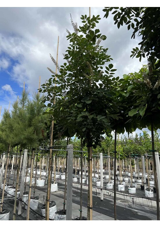 Asiatisches Gelbholz - Amur-Maackia | Maackia amurensis