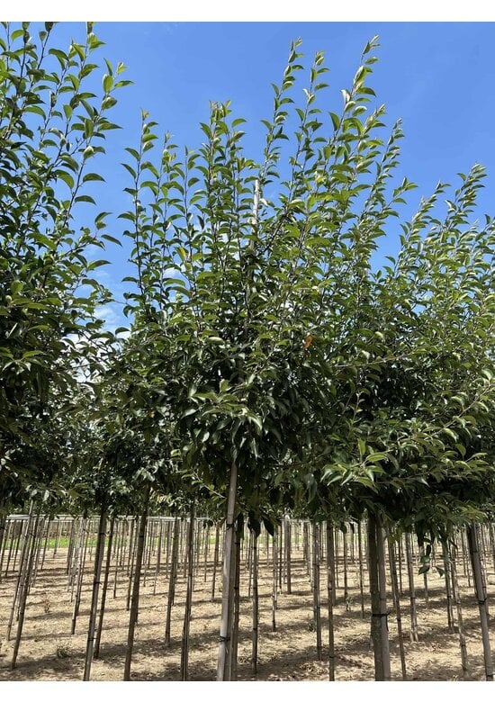 Tee-Apfel baum | Malus hupehensis Tee-Apfel baum | Malus hupehensis