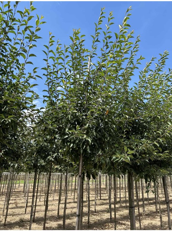 Tee-Apfel - Chinesischer Wildapfel | Malus hupehensis Tee-Apfel - Chinesischer Wildapfel | Malus hupehensis