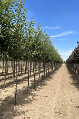 Tee-Apfel baum | Malus hupehensis