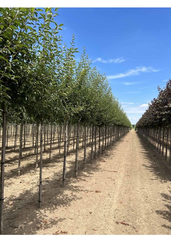 Tee-Apfel baum | Malus hupehensis Tee-Apfel baum | Malus hupehensis