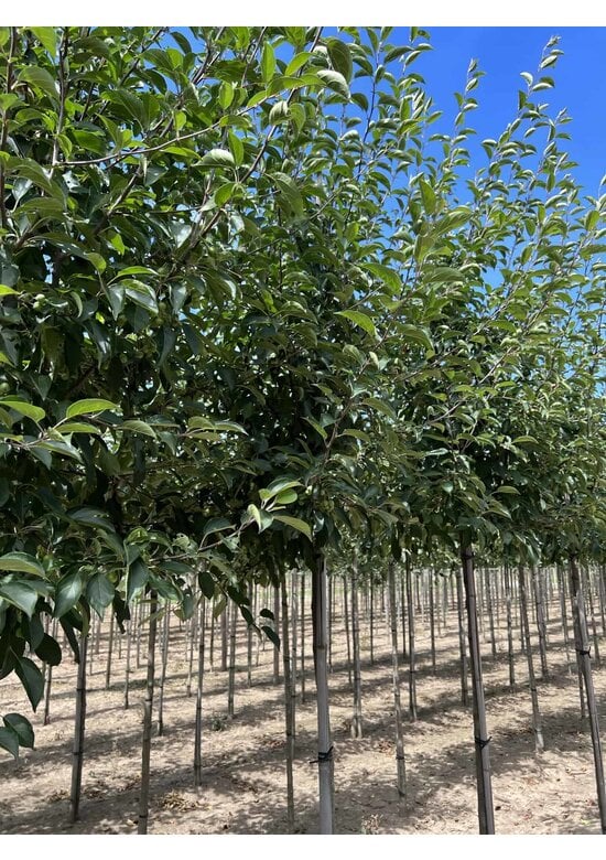 Tee-Apfel baum | Malus hupehensis