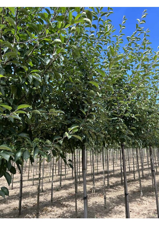 Tee-Apfel baum | Malus hupehensis