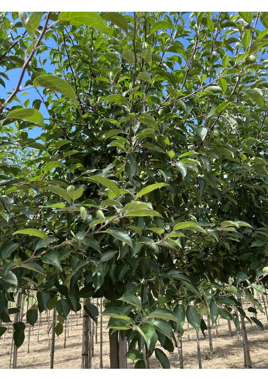 Tee-Apfel baum | Malus hupehensis