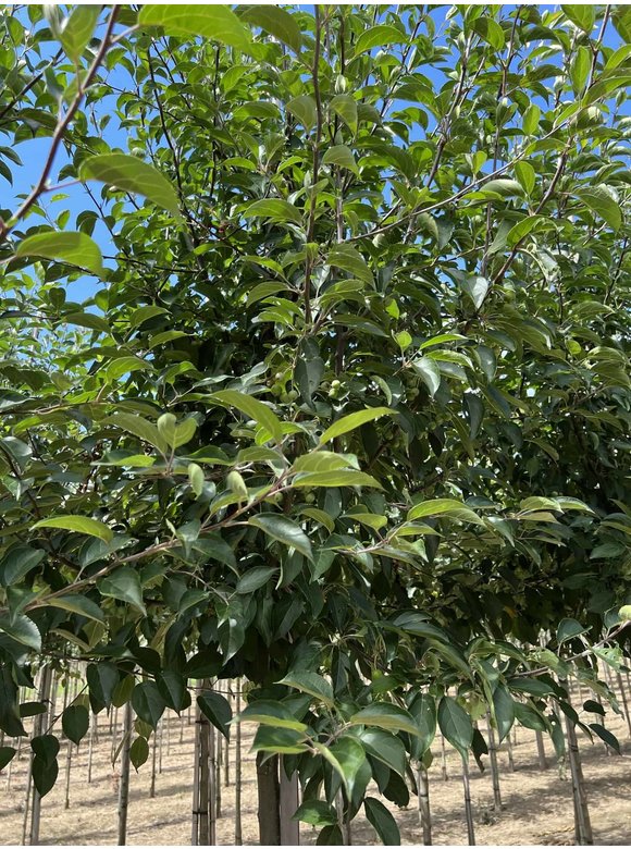 Tee-Apfel - Chinesischer Wildapfel | Malus hupehensis Tee-Apfel - Chinesischer Wildapfel | Malus hupehensis