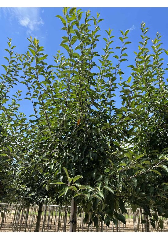 Tee-Apfel baum | Malus hupehensis Tee-Apfel baum | Malus hupehensis