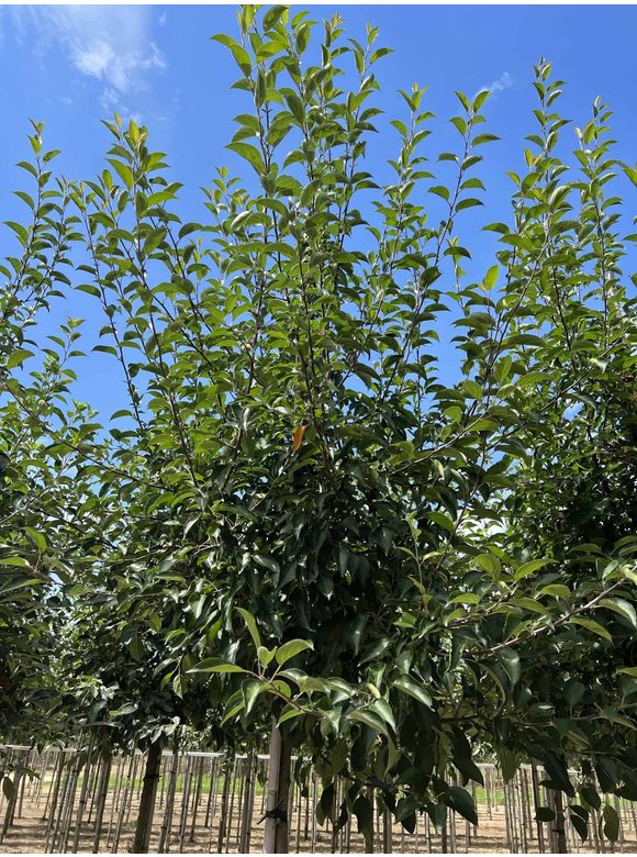 Tee-Apfel - Chinesischer Wildapfel | Malus hupehensis Tee-Apfel - Chinesischer Wildapfel | Malus hupehensis