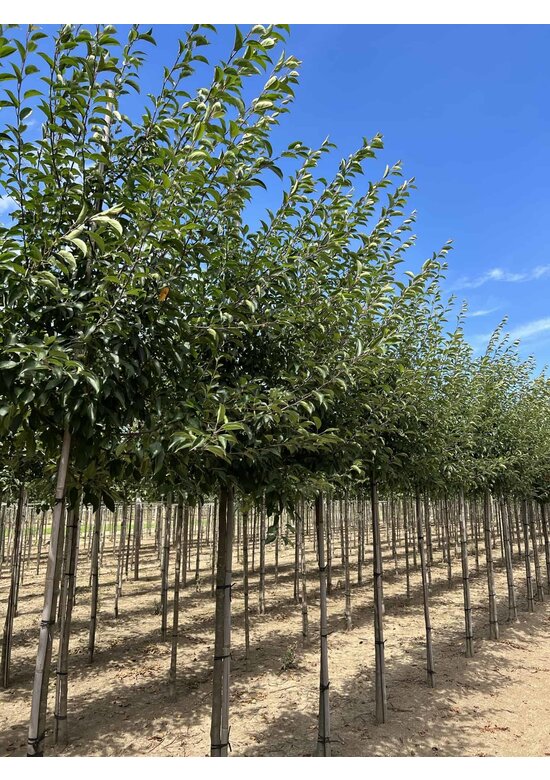 Tee-Apfel baum | Malus hupehensis