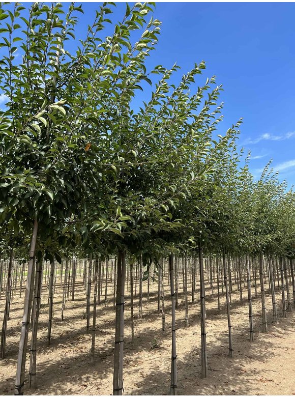 Tee-Apfel - Chinesischer Wildapfel | Malus hupehensis Tee-Apfel - Chinesischer Wildapfel | Malus hupehensis