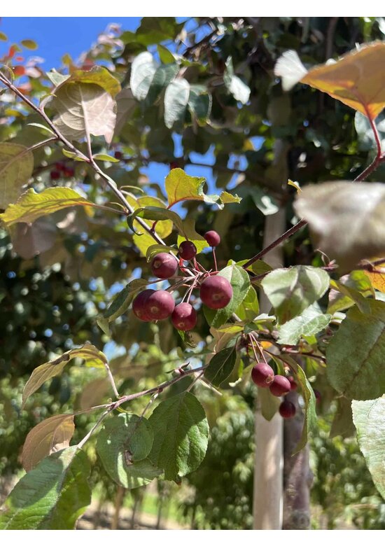 Zierapfel 'Mokum' | Malus 'Mokum' Zierapfel 'Mokum' | Malus 'Mokum'