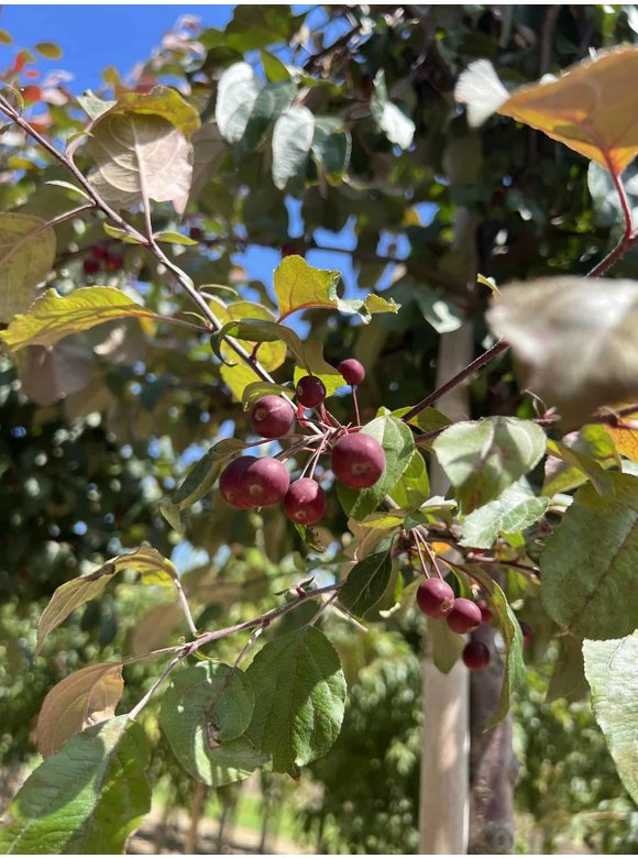 Zierapfel 'Mokum' | Malus 'Mokum' Zierapfel 'Mokum' | Malus 'Mokum'