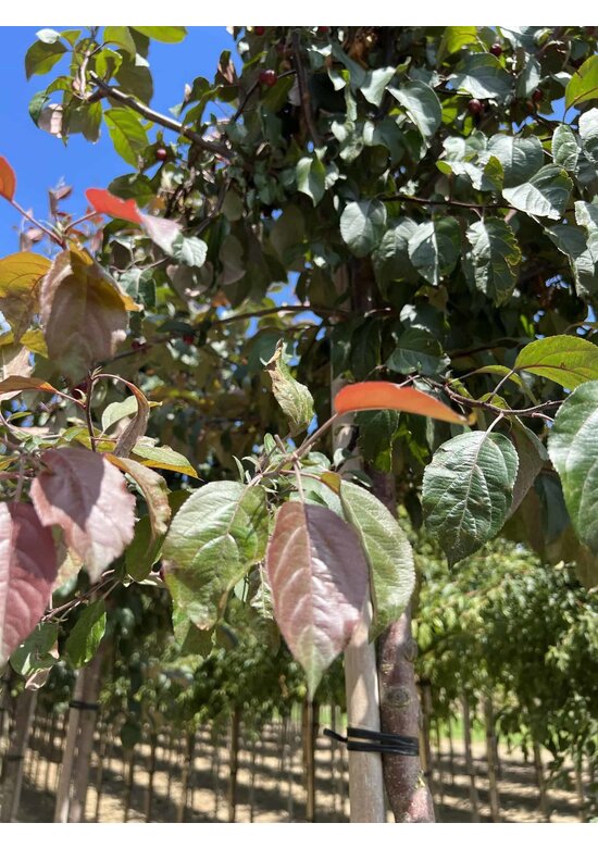 Zierapfel 'Mokum' | Malus 'Mokum' Zierapfel 'Mokum' | Malus 'Mokum'