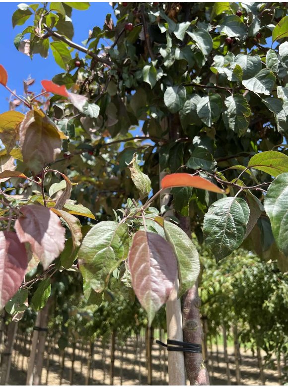 Zierapfel 'Mokum' | Malus 'Mokum' Zierapfel 'Mokum' | Malus 'Mokum'