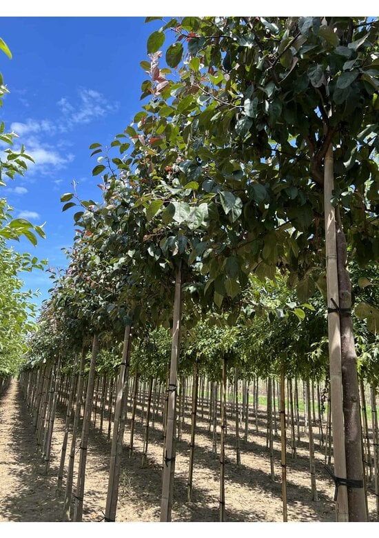 Zierapfel 'Mokum' | Malus 'Mokum'