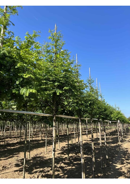 Urweltmammutbaum Hochstamm | Metasequoia glyptostroboides
