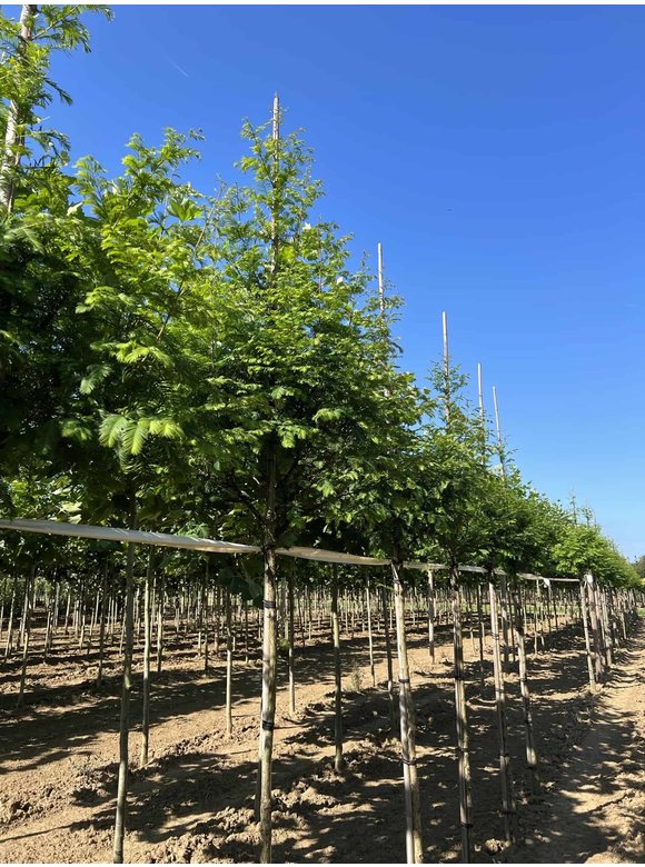 Urweltmammutbaum - Chinesisches Rotholz - Wassertanne Hochstamm | Metasequoia glyptostroboides Urweltmammutbaum - Chinesisches Rotholz - Wassertanne Hochstamm | Metasequoia glyptostroboides